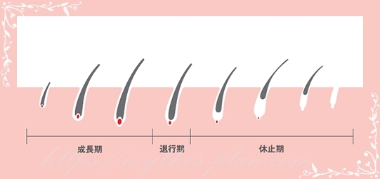 毛周期の説明